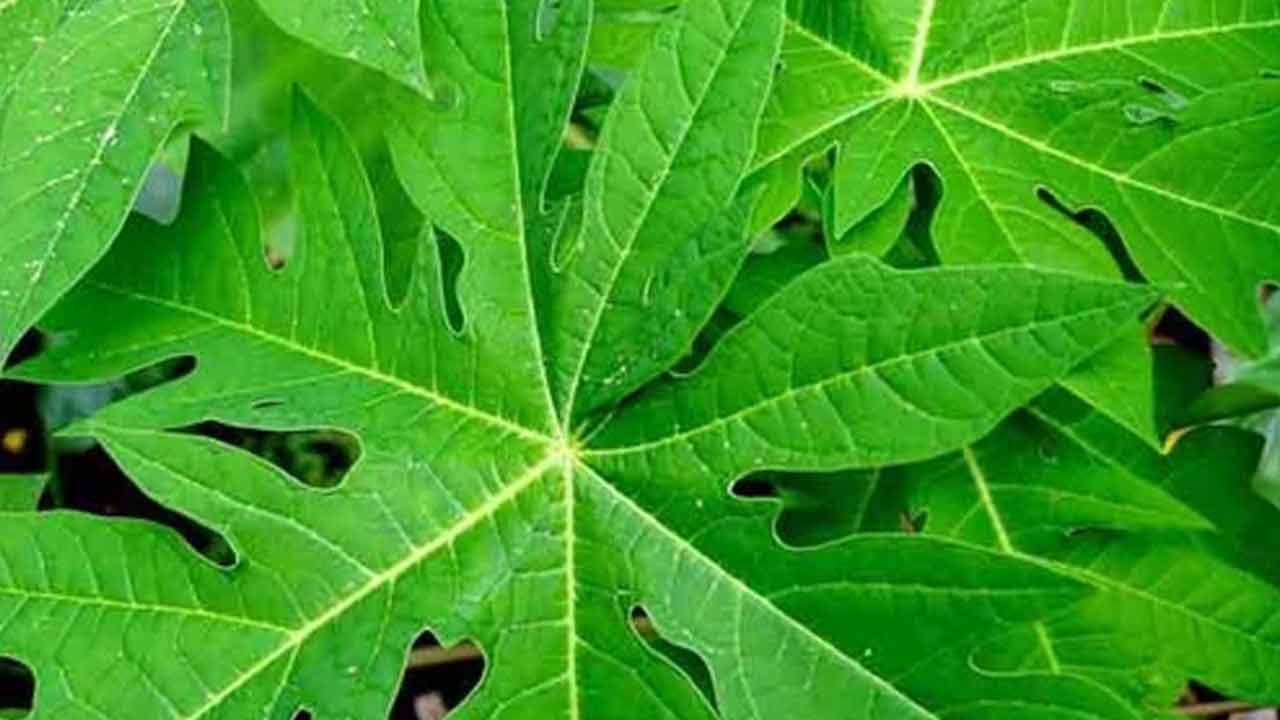 కాలేయాన్ని ఆరోగ్యంగా ఉంచుతుంది: బొప్పాయి ఆకుల రసం కాలేయానికి కూడా చాలా ప్రయోజనకరంగా ఉంటుంది. ఇది కాలేయాన్ని నిర్విషీకరణ చేయడంలో సహాయపడుతుంది. సిర్రోసిస్, కామెర్లు వంటి కాలేయ వ్యాధులను నివారిస్తుంది. ఇంకా, ఈ రసం సరైన కాలేయ పనితీరును నిర్వహించడానికి కూడా సహాయపడుతుంది.