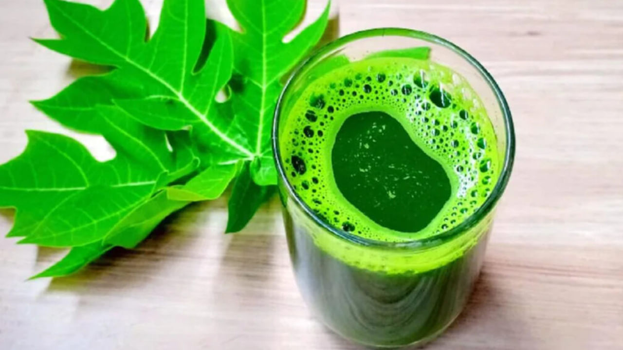 చర్మానికి మేలు చేస్తుంది: బొప్పాయి ఆకుల రసం చర్మానికి కూడా చాలా మేలు చేస్తుంది. బొప్పాయి ఆకుల రసంలో ఉండే యాంటీఆక్సిడెంట్లు చర్మాన్ని ఫ్రీ రాడికల్స్ నుండి రక్షిస్తాయి. చర్మంపై ముడతలు, మొటిమలు, మచ్చలను తగ్గిస్తాయి. ఈ రసం చర్మాన్ని ప్రకాశవంతంగా, ఆరోగ్యంగా ఉంచడానికి సహాయపడుతుంది. బొప్పాయి ఆకుల రసం జుట్టుకు కూడా చాలా ఉపయోగకరంగా ఉంటుంది. దీనిలోని పోషకాలు జుట్టును బలోపేతం చేస్తాయి. జుట్టు రాలడాన్ని నివారిస్తాయి. 