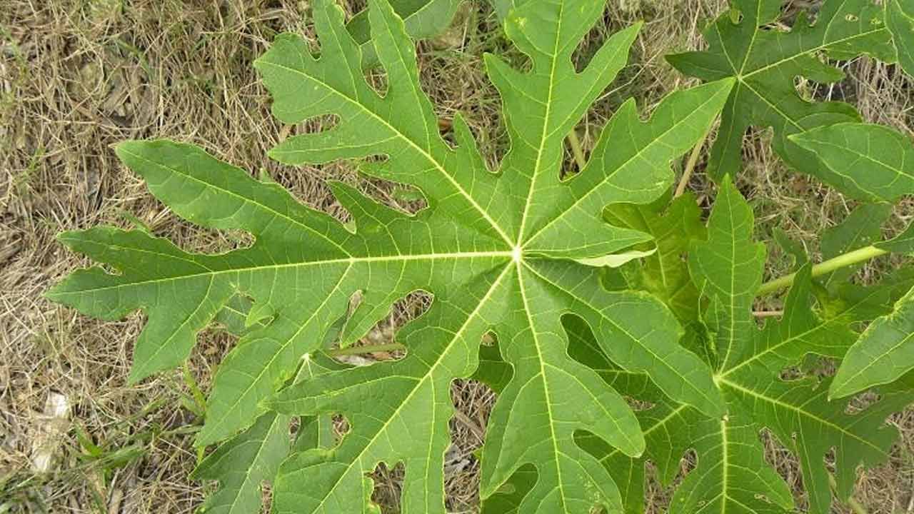 డెంగ్యూ జ్వరానికి చికిత్స: డెంగ్యూ జ్వరానికి చికిత్స చేయడంలో బొప్పాయి ఆకుల రసం చాలా ప్రభావవంతంగా పరిగణిస్తారు. డెంగ్యూ జ్వరం ప్లేట్‌లెట్ కౌంట్‌లో వేగంగా తగ్గుదలకు కారణమవుతుంది. బొప్పాయి ఆకులలో ఉండే పపైన్, కైమోపాపైన్ వంటి ఎంజైమ్‌లు ప్లేట్‌లెట్ కౌంట్‌ను పెంచడంలో సహాయపడతాయి. ఇంకా, ఈ రసం శరీరం రోగనిరోధక శక్తిని బలపరుస్తుంది. వేగంగా కోలుకోవడానికి దోహదపడుతుంది.