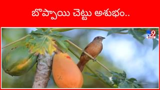 ఈ సూపర్ ఫుడ్స్ మీ డైట్‎లో ఉంటే.. జుట్టు సమస్యలు దూరం..