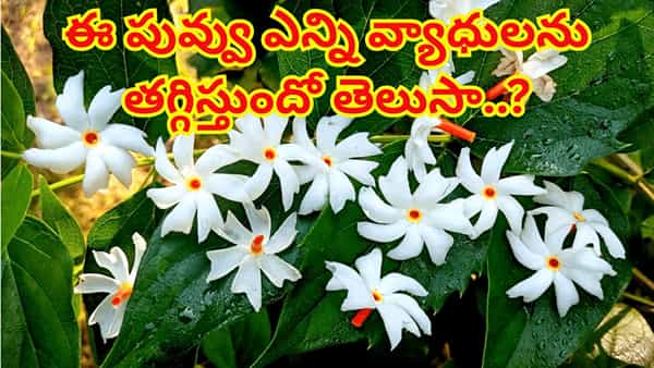 ఔషధ గుణాల గని పారిజాతం.. ఈ పువ్వు ఎన్ని వ్యాధులను తగ్గిస్తుందో తెలిస్తే ఖచ్చితంగా వదిలిపెట్టరు..