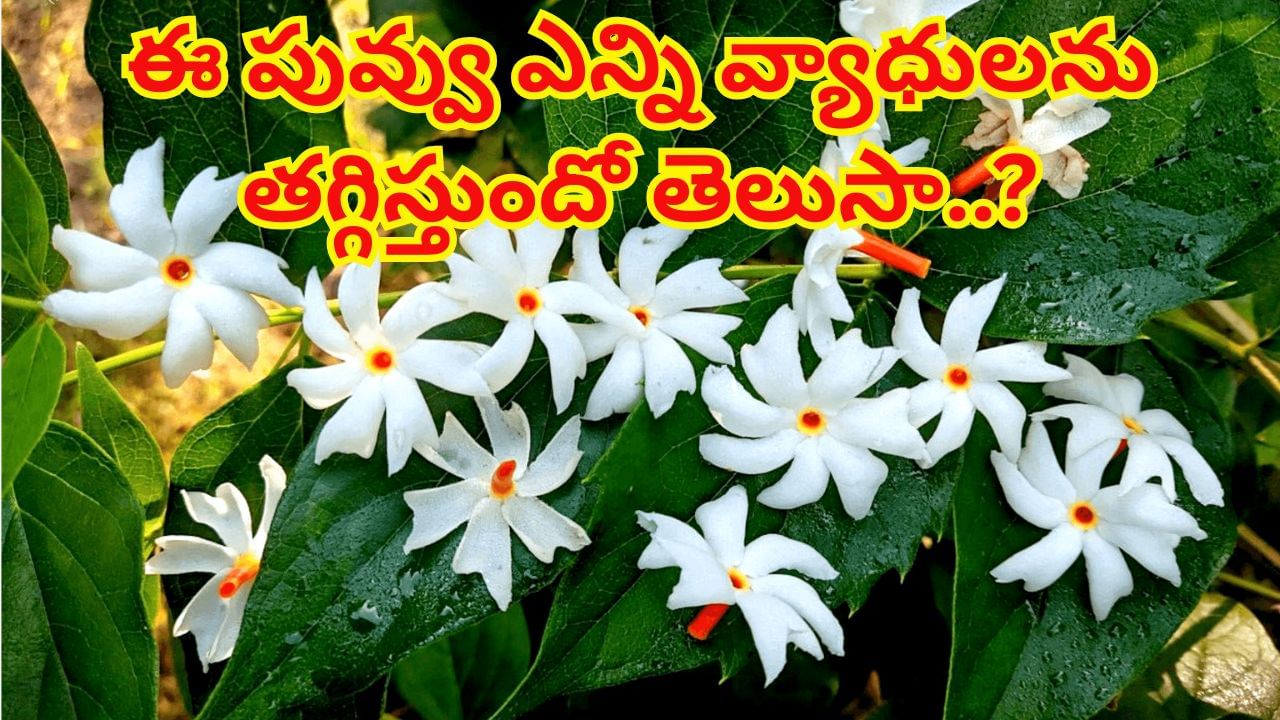 ఔషధ గుణాల గని పారిజాతం.. ఈ పువ్వు ఎన్ని వ్యాధులను తగ్గిస్తుందో తెలిస్తే ఖచ్చితంగా వదిలిపెట్టరు..