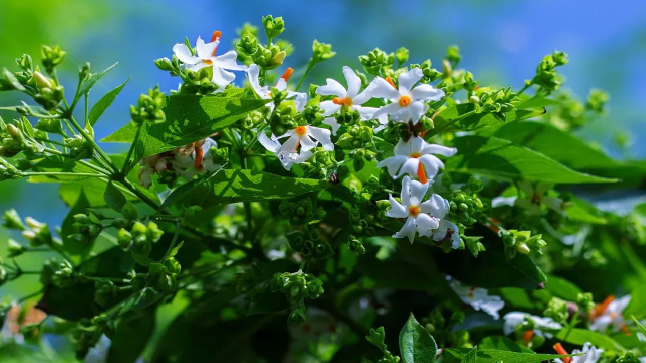 పారిజాత వృక్షం: దేవతలకు చాలా ప్రియమైనది. కాబట్టి, ఈ వృక్షం ఉన్న ఏ ఇంటినైనా దేవతల నివాసంగా పరిగణిస్తారు. పేదరికం అక్కడికి ఎప్పుడూ రాదు. దాని చిన్న, సువాసనగల పువ్వులు మొత్తం వాతావరణాన్ని సువాసన భరితంగా ఉంచుతాయి.