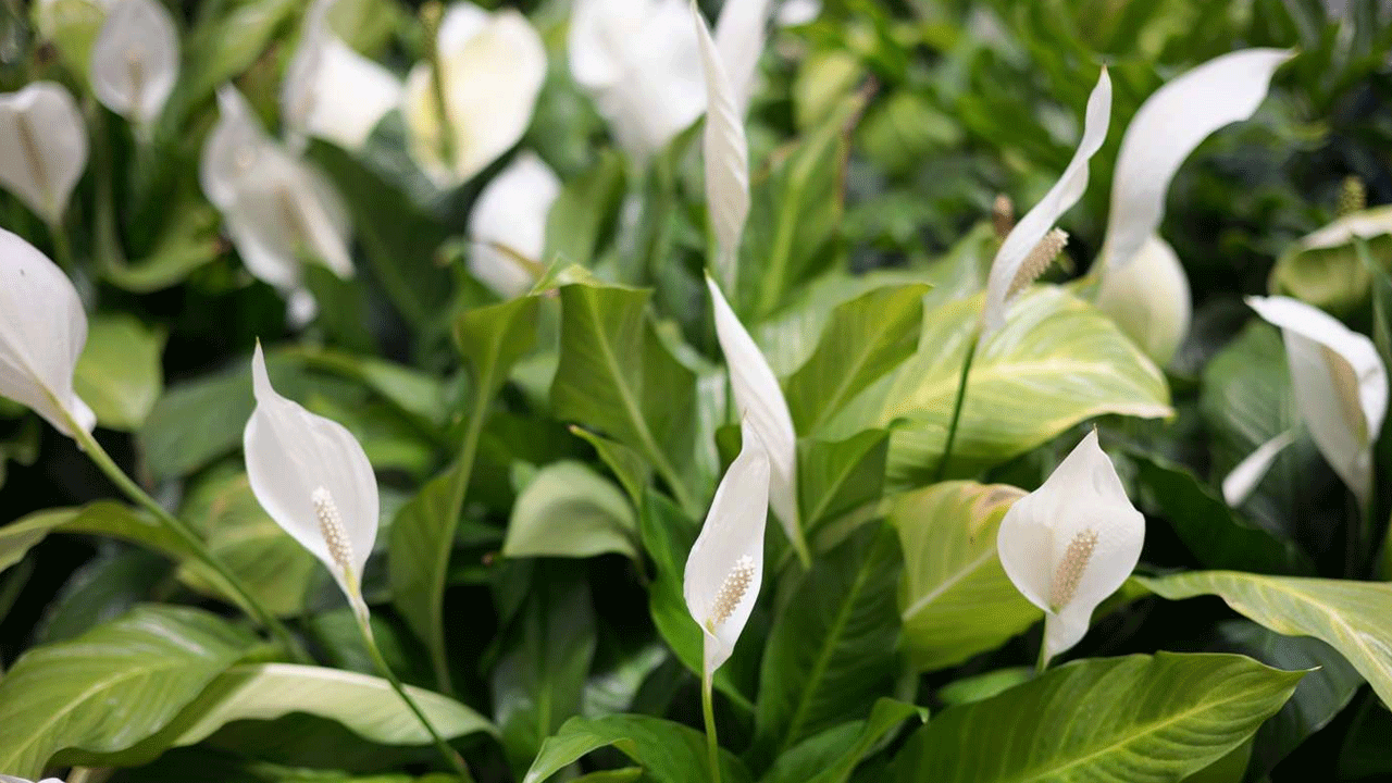 Peace Lily: పీస్ లిల్లీ మొక్క గాలిని శుద్ధి చేయడంలో కూడా సహాయపడుతుంది. ఇది గాలి నుండి దుమ్ము, విష పదార్థాలను తొలగిస్తుంది. ఇది వికసించే తెల్లటి పువ్వులు ఇంటి అందాన్ని కూడా పెంచుతాయి.
