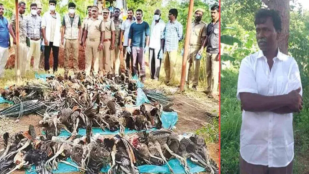 Peacocks Died In Tamil Nadu