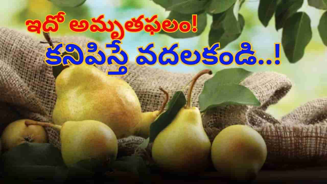 ఈ పర్వత పండు ప్రయోజనాలు తెలిస్తే అస్సలు విడిచిపెట్టరు.. ఇదో అమృతఫలం!