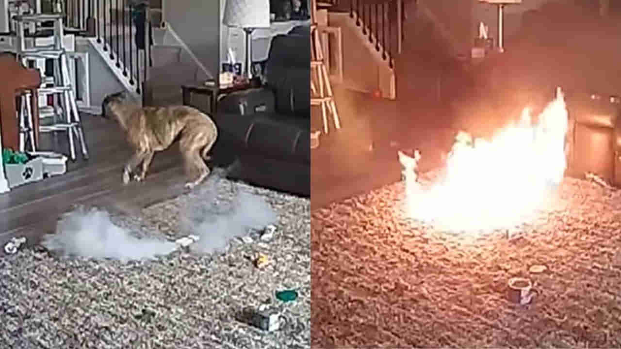 Viral Video: ఇంటిలో ఎవరూ లేనప్పుడు కుక్క ఎంత పని చేసింది... మీ ఇంటిలో కూడా పెంపుడు కుక్క ఉందా..