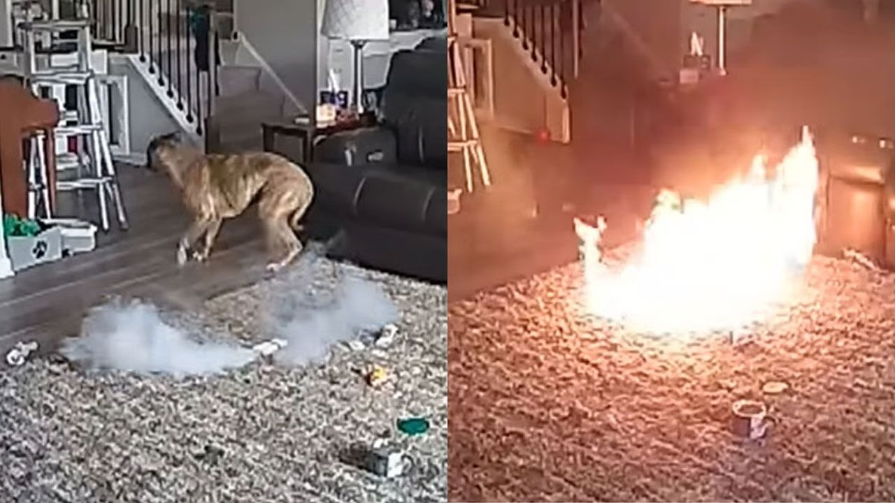 Viral Video: ఇంటిలో ఎవరూ లేనప్పుడు కుక్క ఎంత పని చేసింది... మీ ఇంటిలో కూడా పెంపుడు కుక్క ఉందా..