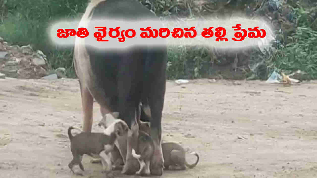 Watch Video: ఇది కదా మాతృ ప్రేమ.. జాతివైరం మరచి కుక్క పిల్ల ఆకలి తీర్చిన వరాహం..!
