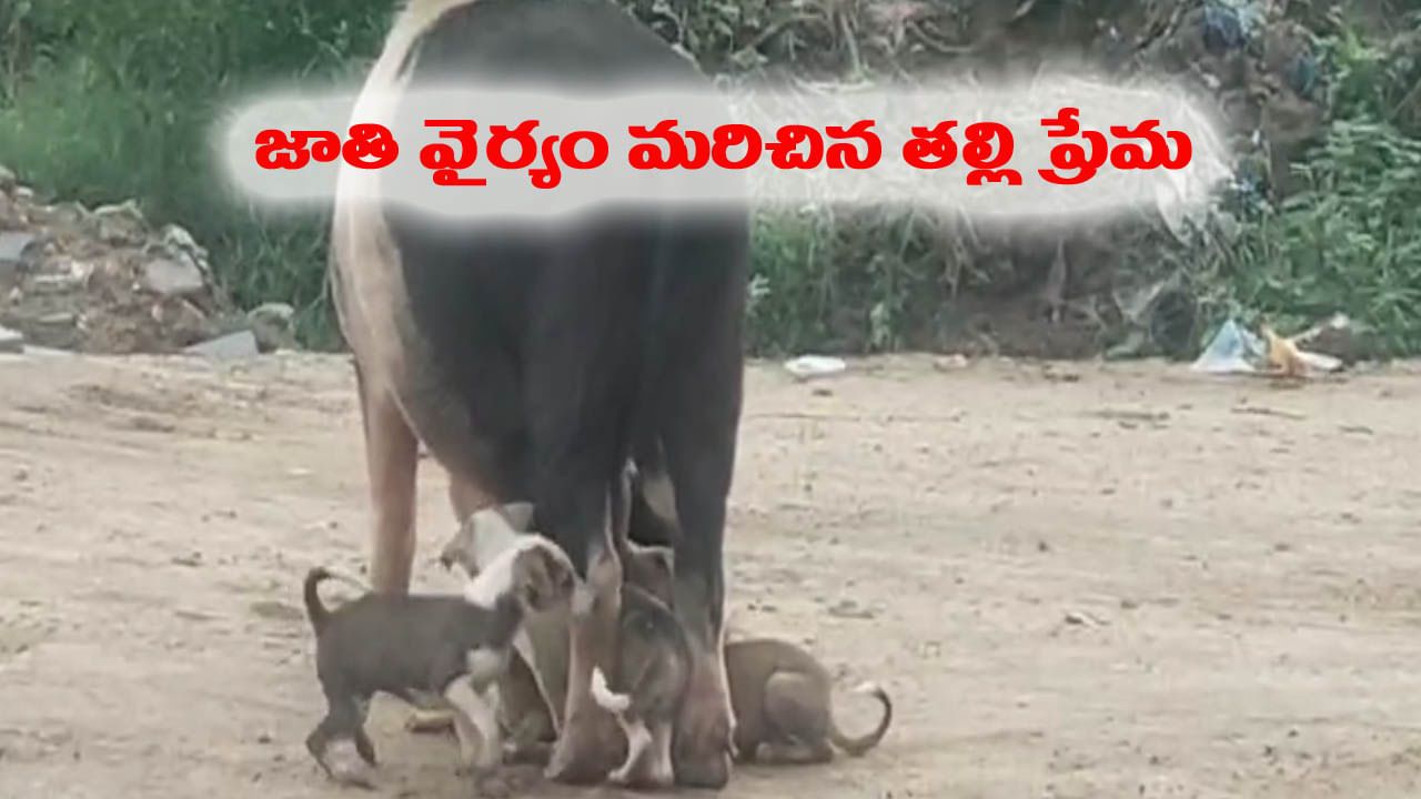 Watch Video: ఇది కదా మాతృ ప్రేమ.. జాతివైరం మరచి కుక్క పిల్ల ఆకలి తీర్చిన వరాహం..!