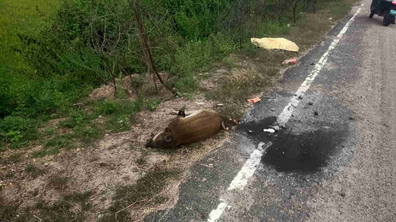 Hanamkonda: రోడ్డు ప్రమాదంలో ఈ పంది చనిపోయింది అనుకునేరు.. అసలు విషయం తెలిస్తే షాక్..