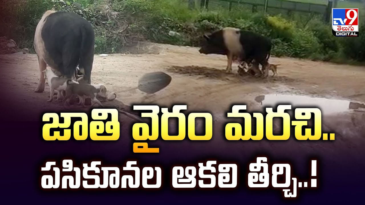 జాతి వైరం మరచి.. పసికూనల ఆకలి తీర్చి