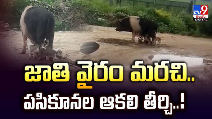 జాతి వైరం మరచి.. పసికూనల ఆకలి తీర్చి జాతి వైరం మరచి.. పసికూనల ఆకలి తీర్చి