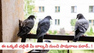 అన్ని రకాల చర్మ సమస్యలకు పతంజలి ఔషధం.. ఇదోక్కటే పరిష్కారం..!