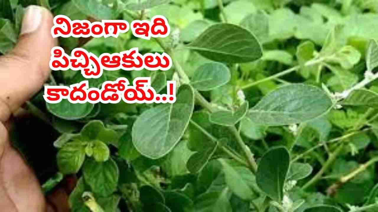 నిజంగా ఇది పిచ్చిఆకుల చెట్టు కాదండోయ్.. కిడ్నీలో రాళ్లను కరిగిస్తుంది ఒట్టు..!