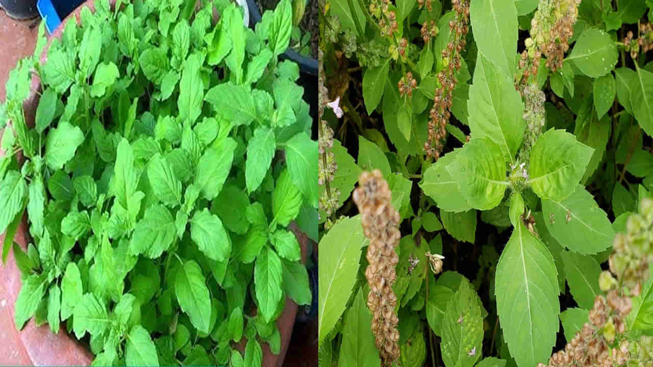 Tulasi Plant: ఇంట్లోనే తులసి మొగ్గల నుంచి తులసి మొక్కలను ఎలా పెంచుకోవాలో తెలుసా..!