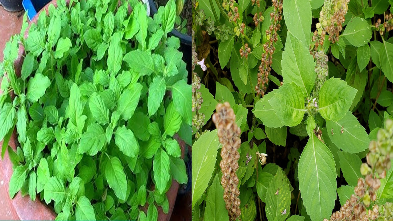 Tulasi Plant: ఇంట్లోనే తులసి మొగ్గల నుంచి తులసి మొక్కలను ఎలా పెంచుకోవాలో తెలుసా..!