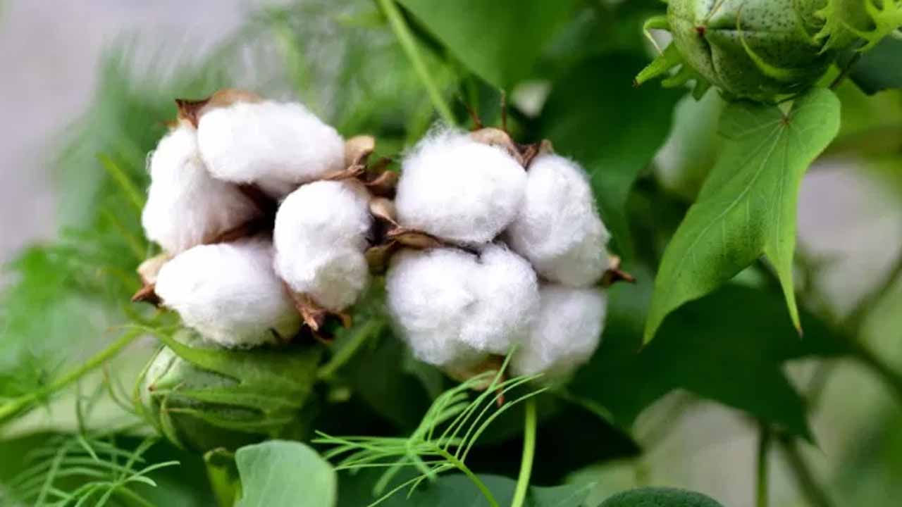 పత్తి మొక్కలు : చాలా మంది దేవుడికి దీపం పెట్టడానికి ఇంటిలో పత్తి మొక్కను పెంచుకుంటుంటారు. అయితే ఇంట్లో పత్తి మొక్కలను అస్సలే పెంచుకోకూడదంట. వీటిని ఇంటిలోపల పెంచుకోవడం వలన అనేక ఇబ్బందులు తలెత్తుతాయి, ముఖ్యంగా ఇంటిలోకి ప్రతికూల శక్తి ప్రవేశిస్తుందంట.