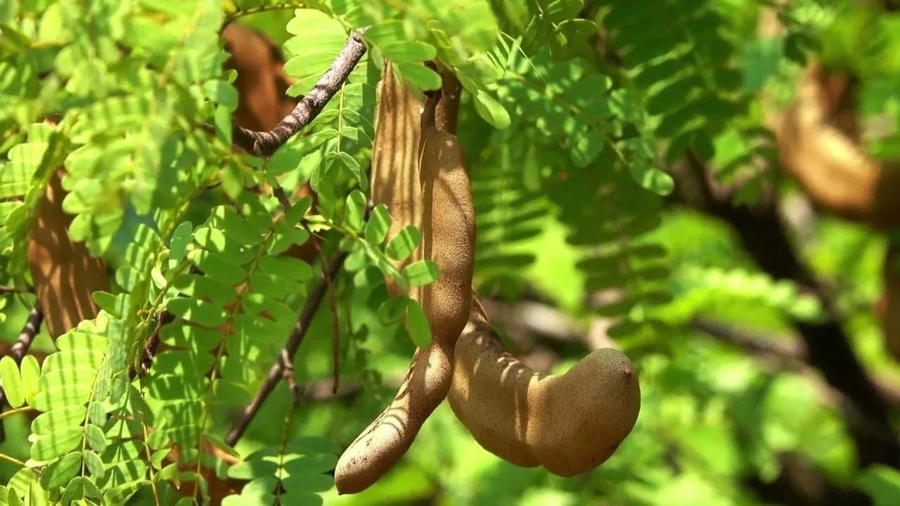 చింత చెట్టు : గ్రామీణ ప్రాంతాల్లో చింత చెట్లు ఇంటి ముందే ఎక్కువగా ఉంటాయి. కానీ వాస్తు ప్రకారం ఇంటిలో చింత చెట్టు అస్సలే పెంచుకోకూడదంట. ఇది శక్తి ప్రవాహానికి అంతరాయం కలిగిస్తుందని చెబుతున్నారు వాస్తు శాస్త్ర నిపుణులు.