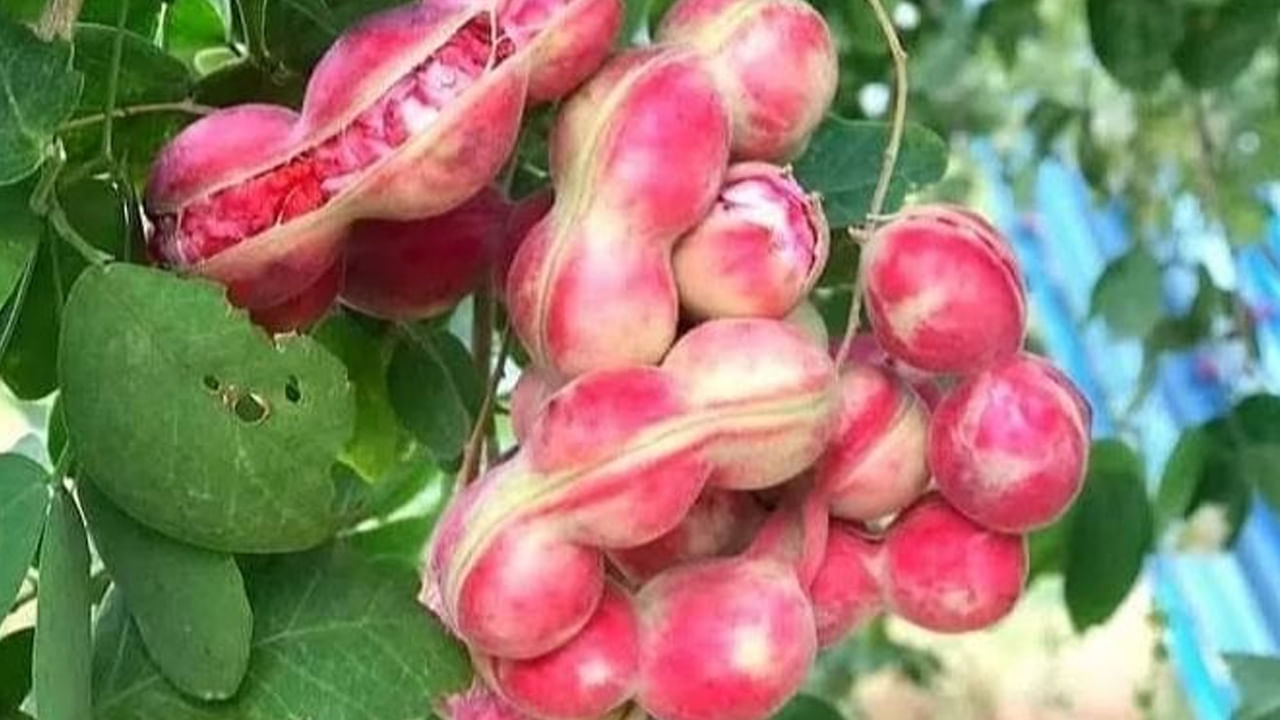 పులి చింత : పులిచింత మొక్క ఇంటిలోనికి నెగటివ్ ఎనర్జీని తీసుకొస్తుందంట. అందువలన ఎట్టి పరిస్థితుల్లోనూ దీనిని  ఇంటిలోపల పెంచుకోకూడదంట. ఇది ఎవరి ఇంట్లోనైతే ఉంటుందో, వారి ఇంట్లో ఆర్థికపరమైన సమస్యలు వస్తాయంట.