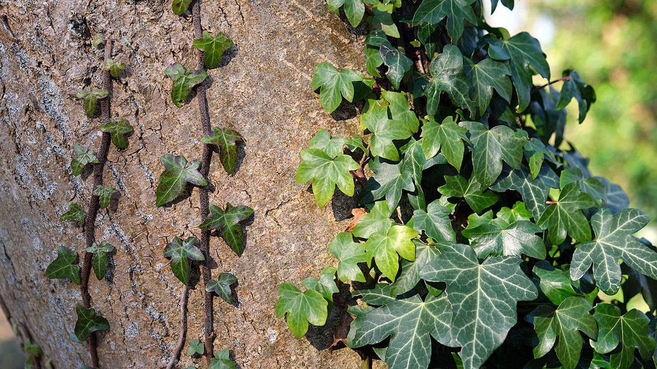 ఇంగ్లీష్ ఐవీ : ఈ ప్లాంట్ చాలా మంది తమ ఇంటిలో పెంచుకోవడానికి ఎక్కువ ఇంట్రెస్ట్ చూపుతుంటారు. కానీ వాస్తు ప్రకారం దీని చొరబాటు కారణంగా ఇది ఇంటిలో పెంచుకోవడం శుభప్రదం కాదంట. దీని వలన అనేక సమస్యలు వస్తాయంటున్నారు వాస్తు శాస్త్ర నిపుణులు.