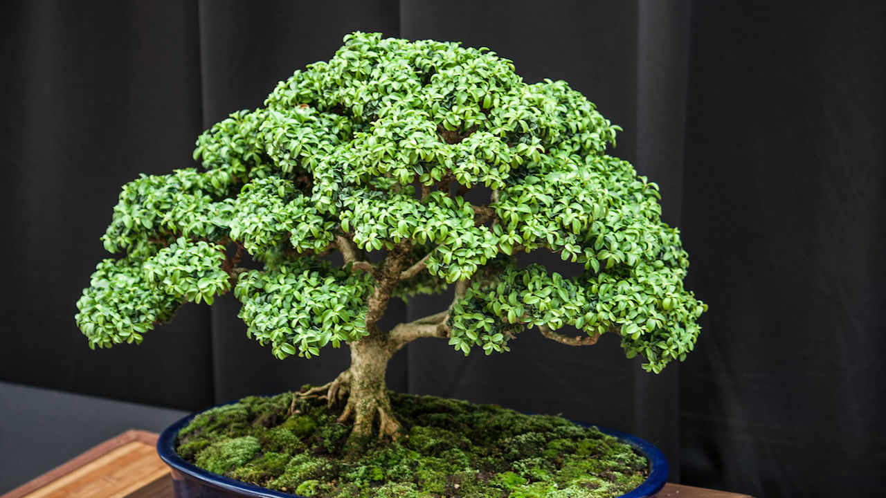 బొన్సాయ్ ప్లాంట్ : చాలా అందంగా ఉండే మొక్కల్లో బొన్సాయ్ మొక్క ఒకటి. ఇది చూడటానికి చాలా డిఫరెంట్‌గా కనిపిస్తుంది. ఇది ఇంటిలో ఉంటే ఇంటికే అందాన్ని తీసుకొస్తుంది. కానీ ఈ మొక్క కుంగిపోయినట్లుగా ఉండటం వలన దీనిని ఇంటిలో పెంచుకుంటే, కెరీర్ ఎదుగుదల తగ్గడమే కాకుండా, ఇంట్లో పురోగతి కూడా ఉండదంట.