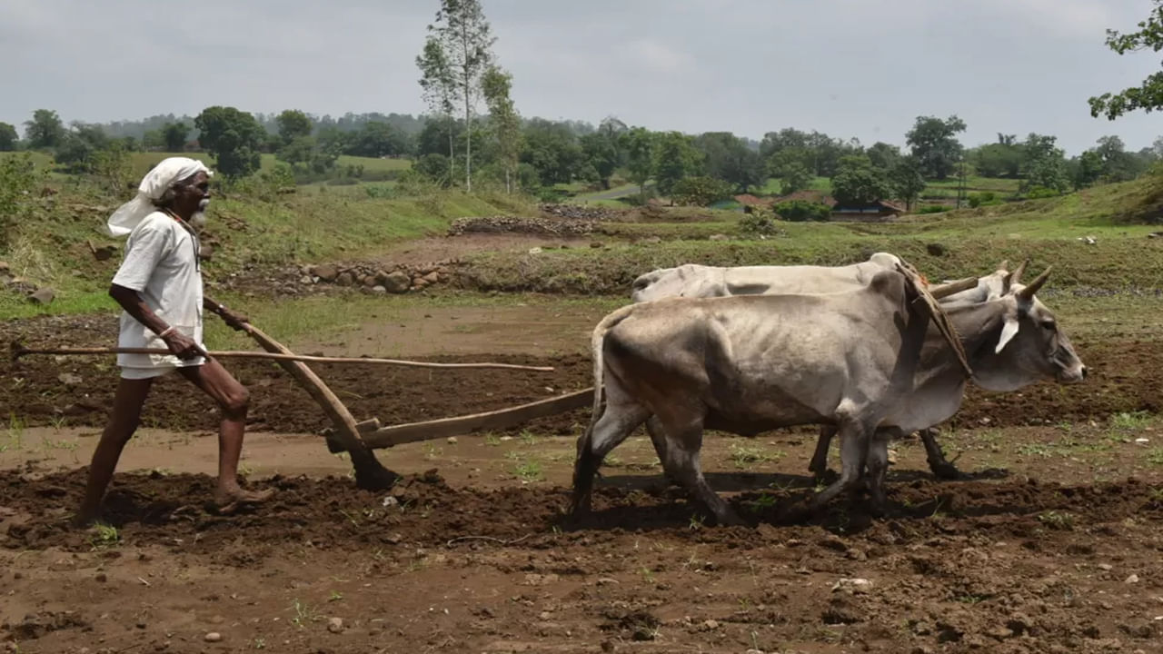 మీరు ఈ రెండు ముఖ్యమైన పనులను పూర్తి చేయకపోతే తదుపరి విడత ప్రయోజనం మీకు అందదు. పథకంలో నమోదు చేసుకునేటప్పుడు తప్పుడు సమాచారాన్ని నమోదు చేసిన రైతులు కూడా ఈ తప్పులను సరిదిద్దుకోవాలి. 