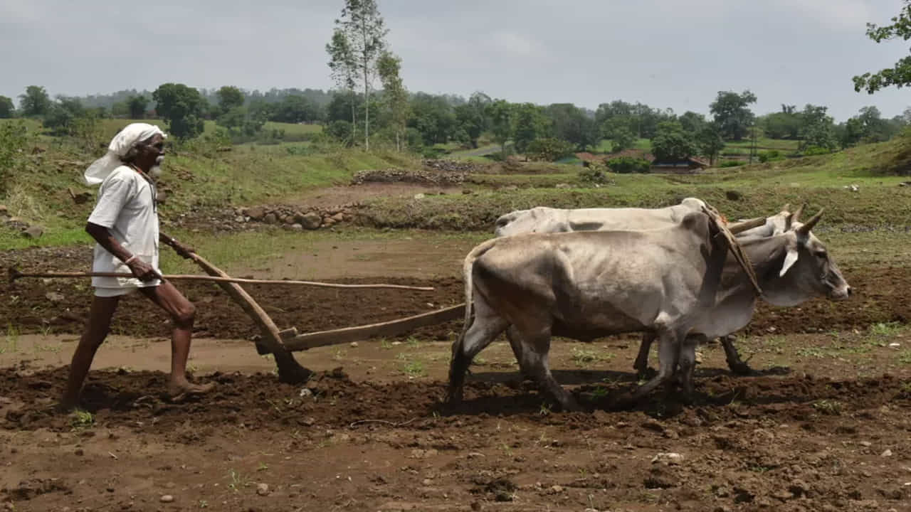  మీరు ఈ రెండు ముఖ్యమైన పనులను పూర్తి చేయకపోతే తదుపరి విడత ప్రయోజనం మీకు అందదు. పథకంలో నమోదు చేసుకునేటప్పుడు తప్పుడు సమాచారాన్ని నమోదు చేసిన రైతులు కూడా ఈ తప్పులను సరిదిద్దుకోవాలి. 