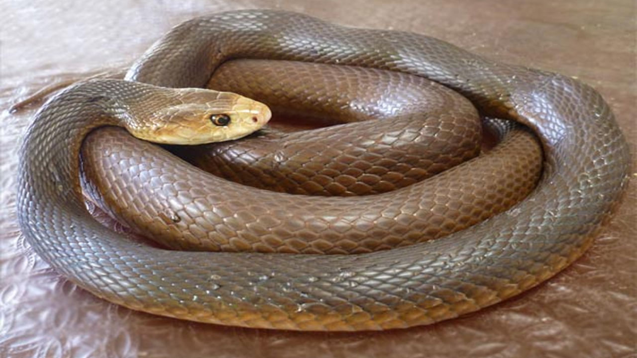 ప్రపంచంలో మూడవ అత్యంత విషపూరితమైన పాము కోస్టల్ తైపాన్. ఇది కూడా ఆస్ట్రేలియాలోని తీరప్రాంతాల్లో కనిపించే ఒక పెద్ద పాము. దీనికి వేడి అంటే ఎక్కువ ఇష్టం. అందుకనే ఎక్కువగా జన సంచారం ఉన్న చోట్ల నివసిస్తుంది. ఉష్ణమండల వర్షారణ్యాలు, గడ్డి పొలాలు, చెరకు పొలాలు మొక్కల పొదల్లో వంటి ప్రాంతాల్లో నివసిస్తుంది. ఇది కాటు వేస్తే న్యూరోటాక్సిన్లు నెమ్మదిగా శరీరాన్ని అపస్మార స్థితికి నెడతాయి. దీని విషం చాలా శక్తివంతమైనది. ఒక కాటుతో దాదాపు 400 మందిని చంపేంత విషం విడుదల చేయగలదు.