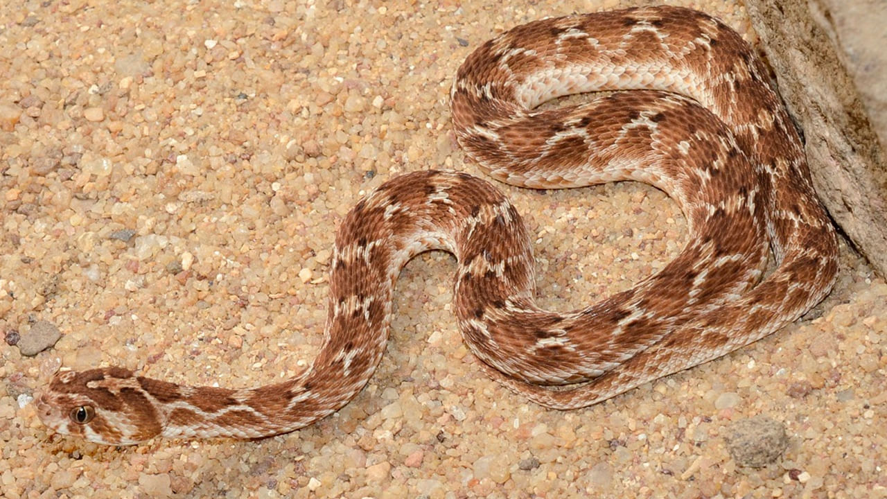 ప్రపంచంలోనే అత్యంత ప్రమాదరకారి పాము ఇసుక పింజర. ఇది చూడానికి చాలా చిన్నదిగా ఉంటుంది. అయితే అత్యంత ప్రమాదకారి. మన దేశంలో బిగ్ ఫోర్ పాముల్లో ఒకటి... ఎక్కువ మరణాలకు కారణం కూడా ఈ ఇసుక పింజరే. ఈ పాము కాటు వేస్తే మూత్రపిండాల వైఫల్యం , అంతర్గత రక్తస్రావం జరిగి మరణిస్తారు.