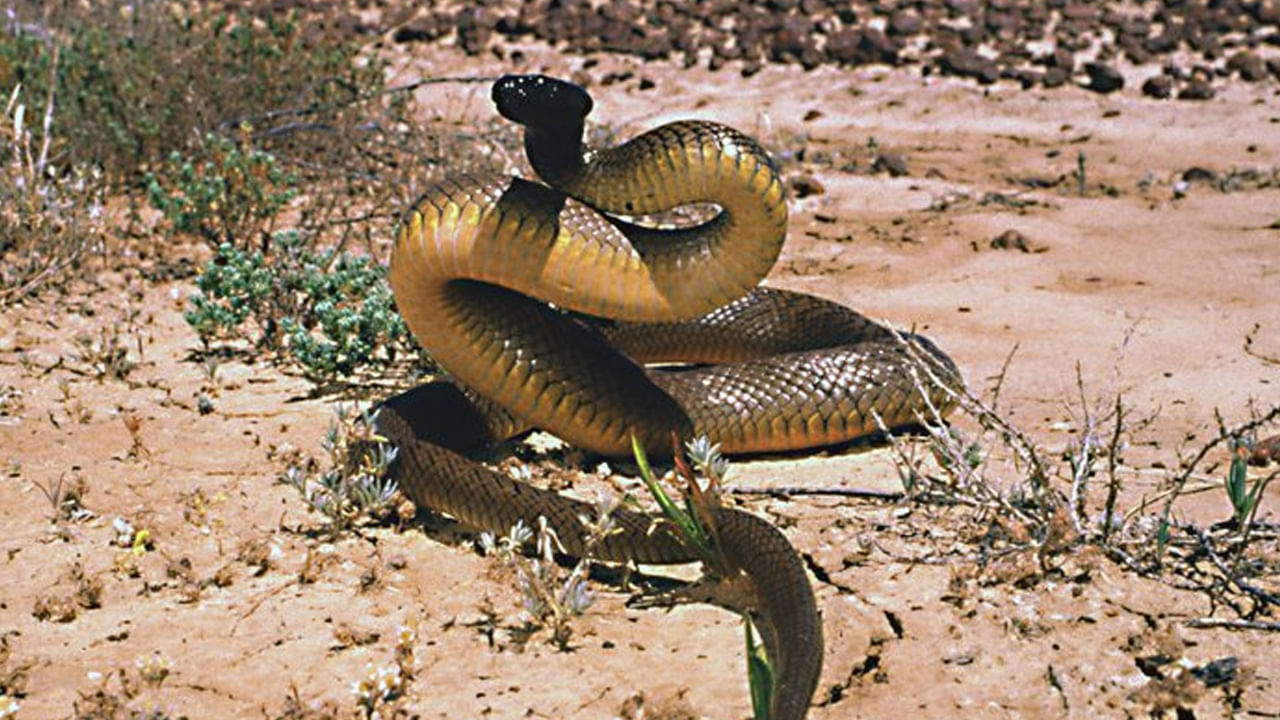 ప్రపంచంలోనే అత్యంత ప్రాణాంతక విషం కలిగిన పాము ఇన్లాండ్ తైపాన్. ఇది దక్షిణ ఆస్ట్రేలియాలో అనేక ప్రాంతాల్లో కనిపిస్తుంది. మహా సిగ్గరి ఈ పాము అందుకనే మట్టిలో లోతైన బొరియల్లో దాగుంటుంది. ఈ పాము అంటే శాస్త్రవేత్తలకు అపారమైన గౌరవం. ఎందుకంటే దీని ఒక్క కాటులో 110 మిల్లీగ్రాముల విషాన్ని ఉత్పత్తి చేస్తుంది. ఒక్క కాటుతో వెదజల్లే విషంతో వందల మంది మరణిస్తారు. 2,50,000 ఎలుకలను చంపవచ్చు. ఈ పాము విషంలో హైరోనిడేస్(Hyaluronidase) అనే ఎంజైమ్ ఉంటుంది. అందుకనే ఇది కాటు వేసిన వెంటనే శరీరంలోకి రెప్ప పాటులో వ్యాపిస్తుంది. నిమిషాల్లోనే మరణం సంభవించే అవకాశం ఉంది.