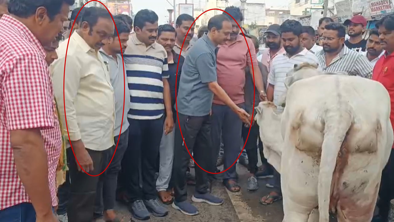 Planadu: పల్నాడులో ఆశ్చర్యకర ఘటన.. కత్తులు దూసే నేతలను కలిపిన గోమాత