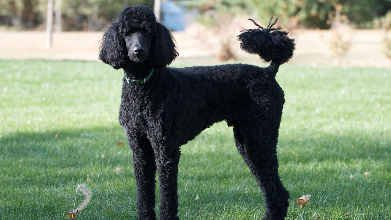 పూడ్లే : ఇక రెండో స్థానంలో పూడ్లే జాతికి చెందిన కుక్కలు ఉన్నాయి. ఇవి ఏ విషయాన్నైనా త్వరగా నేర్చుకునే స్వభావం కలిగి ఉంటాయి, అలాగే ఇవి నమ్మకంగా కూడా ఉంటాయి. వీటిలో చురుకుదనం కూడా చాలా ఎక్కువ. ఇవి పోటీలలో బాగా రాణిస్తాయి.