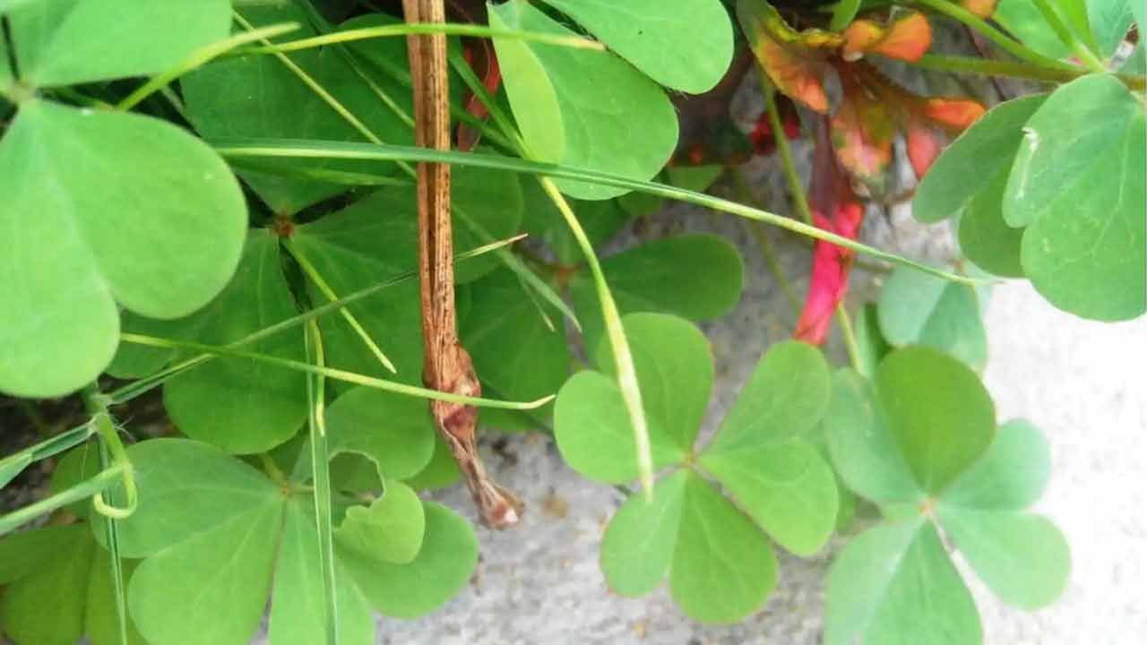 పులి చింత.. దీనిని సంస్కృతం లో చాంగేరి అని పిలుస్తారు. దీని శాస్తీయ నామం ఆక్వాలీస్ కార్నిక్యులాట. ఆక్సాలిడేసి కుటుంబానికి చెందిన ఈ ఆకు కూర అద్భుతమైన ఆరోగ్య ప్రయోజనాలు కలిగి ఉంది. దీని ఆకులు నమిలి తింటే పంటి భాధలు పిప్పళ్ల నొప్పి అన్నీ చింత లేకుండా మటుమాయం చేస్తుంది. 