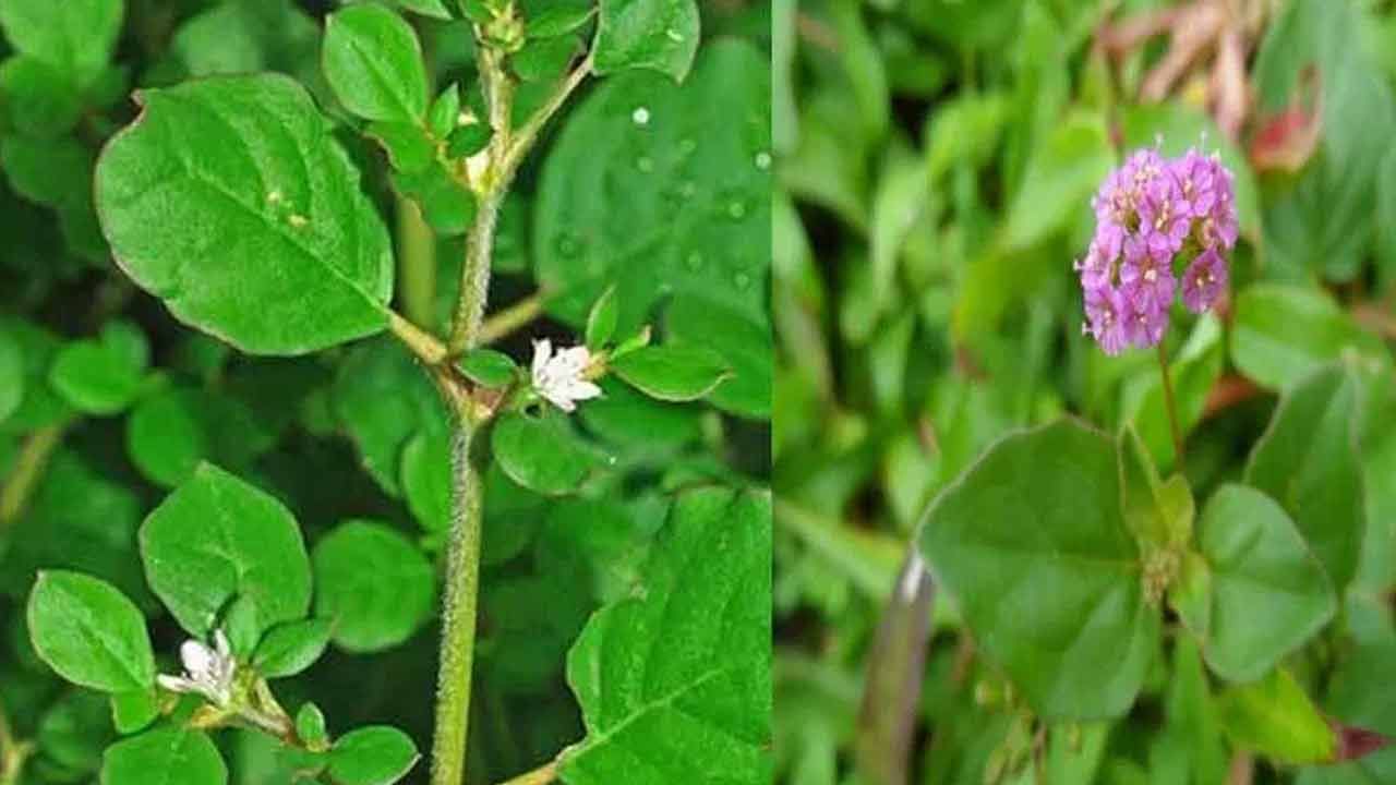 మూత్రపిండాల వ్యాధి ప్రమాదాన్ని తగ్గించడానికి పునర్నవను తీసుకోవటం మేలు చేస్తుంది.. పునర్నవ మొక్కను కొన్ని ఇతర మూలికలతో కలపడం వల్ల ఆరోగ్యకరమైన మూత్రపిండాలను పునరుద్ధరించడంలో సహాయపడుతుందని పరిశోధనలు సూచిస్తున్నాయి. దీనిని తీసుకోవడం వల్ల మూత్రపిండాల వ్యాధి ప్రమాదాన్ని కూడా తగ్గించవచ్చు.