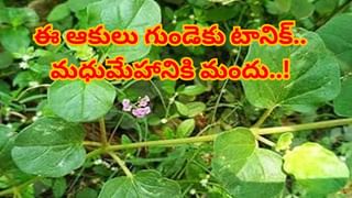 గుట్టలాంటి పొట్టకు అదిరిపోయే ఛూమంత్రం.. ఈ 5 అలవాట్లతో వేగంగా బరువు తగ్గొచ్చు..