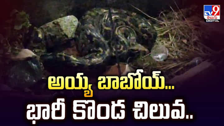అయ్య బాబోయ్.. భారీ కొండ చిలువ.. అయ్య బాబోయ్.. భారీ కొండ చిలువ..