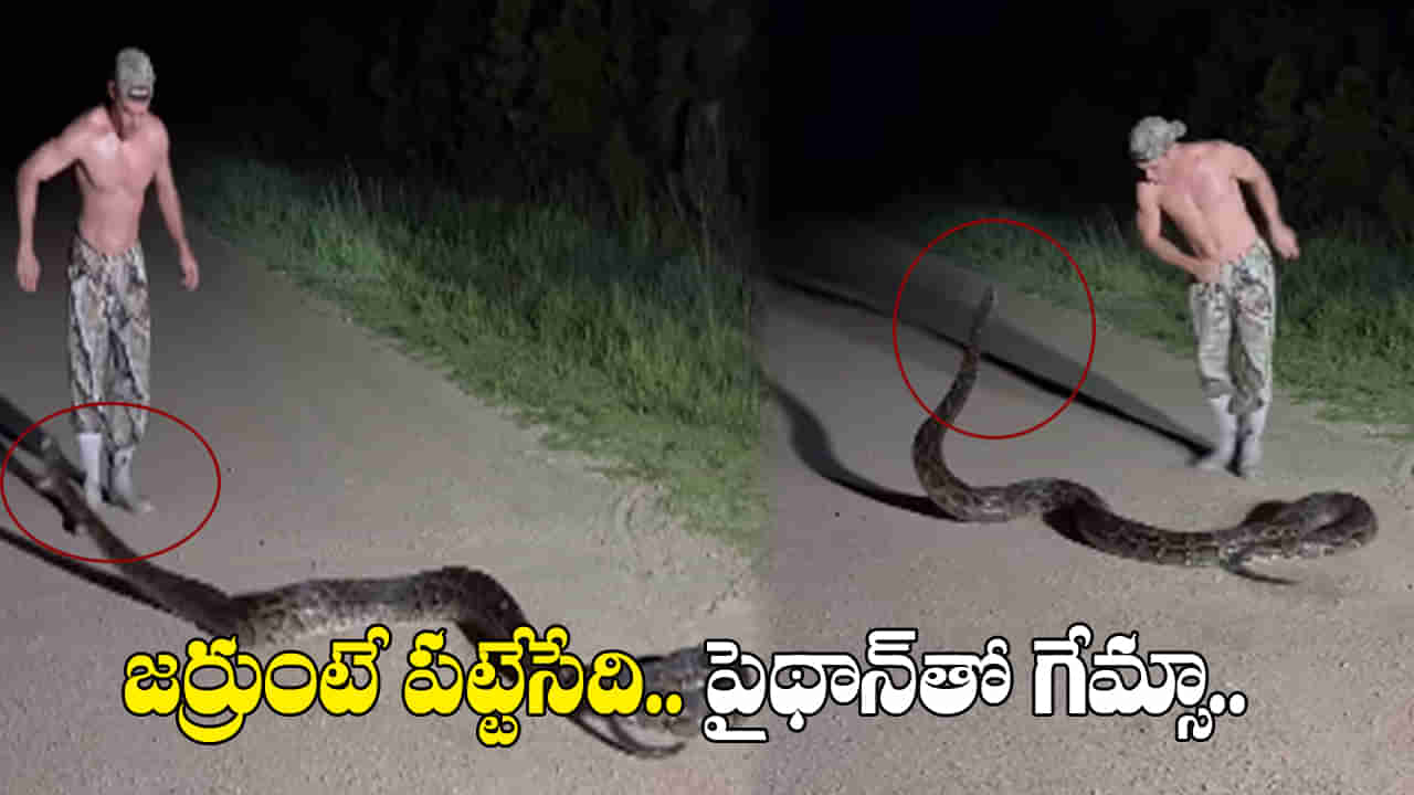 Viral Video: కొండచిలువ తిరగబడితే ఎట్టుంటుందో తెల్సా.. వీడియో చూస్తే ఒళ్లు జలదరిస్తుంది