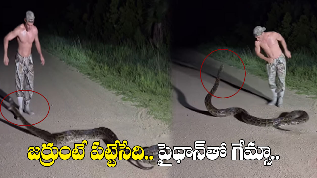 Viral Video: కొండచిలువ తిరగబడితే ఎట్టుంటుందో తెల్సా.. వీడియో చూస్తే ఒళ్లు జలదరిస్తుంది