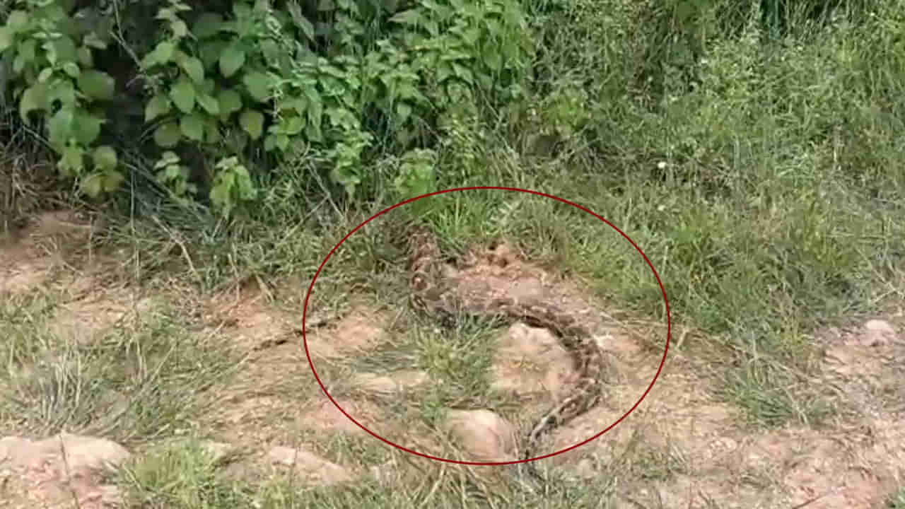 Prakasam: పొలం మధ్యలోని పొదల్లో పోటుగాడు.. జనం అంతా పరారు..