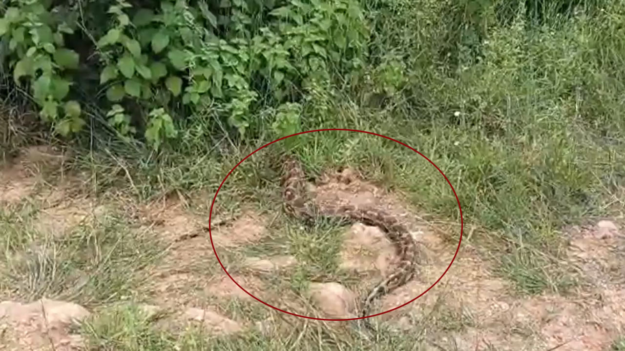 Prakasam: పొలం మధ్యలోని పొదల్లో పోటుగాడు.. జనం అంతా పరారు..