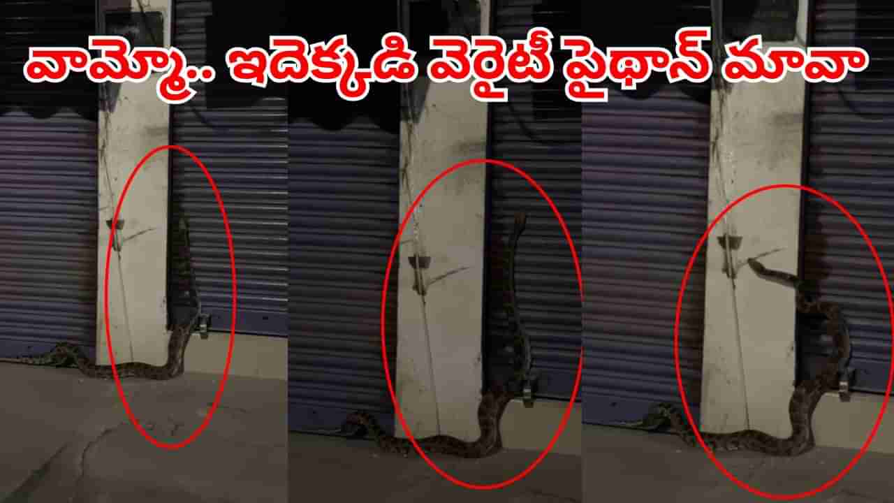 watch: వామ్మో.. ఇదెక్కడి వెరైటీ పైథాన్‌ రా బాబు.. దగ్గరకెళ్లాలంటేనే వణిపోతున్న స్థానిక జనాలు