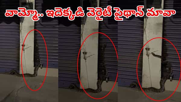 watch: వామ్మో.. ఇదెక్కడి వెరైటీ పైథాన్ రా బాబు.. దగ్గరకెళ్లాలంటేనే వణిపోతున్న స్థానిక జనాలు