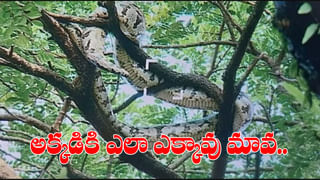 Viral Video: కొండ కింద నల్లటి ఆకారం.. కెమెరాకు పని చెప్పి జూమ్ చేయగా దిమ్మతిరిగింది