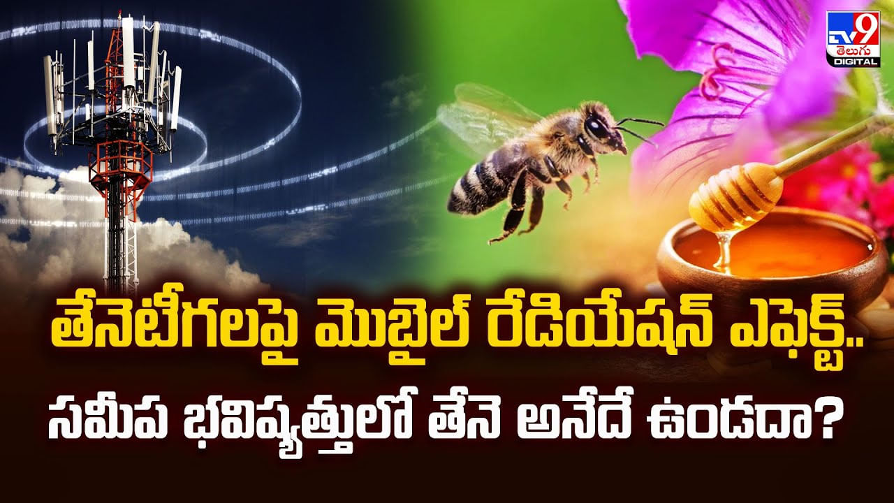 తేనెటీగలపై మొబైల్ రేడియేషన్ ఎఫెక్ట్.. సమీప భవిష్యత్తులో తేనె అనేదే ఉండదా ??
