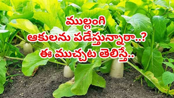 ముల్లంగి తిని ఆకులను పడేస్తున్నారా.. ఈ ముచ్చట తెలిస్తే.. ఇకపై అలా చేయరు..!
