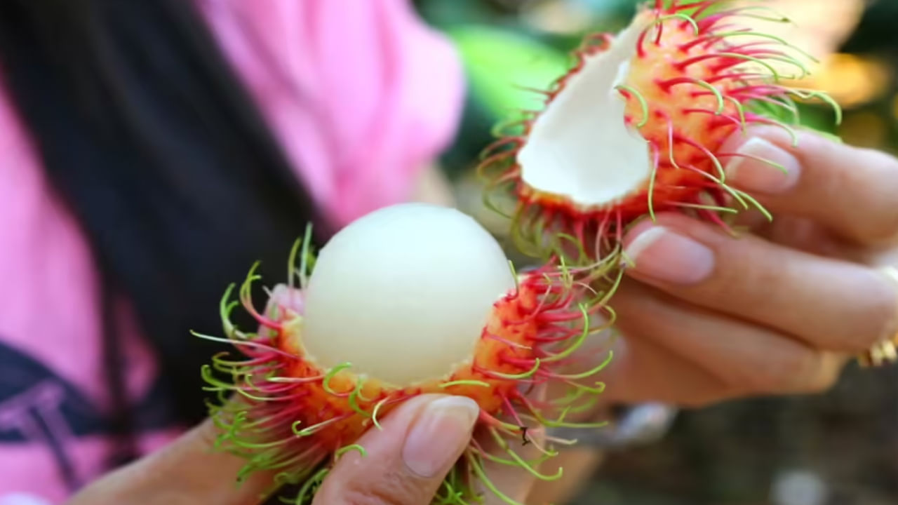 విటమిన్లు, యాంటీఆక్సిడెంట్లు చర్మ ఆరోగ్యాన్ని మంచి విధంగా కాపాడుతాయి. అవి చర్మం ముడతలు, అకాల వృద్ధాప్యాన్ని నివారిస్తాయి. రాంబుటాన్ పండు అనేక ఆరోగ్య ప్రయోజనాలను కలిగి ఉన్నప్పటికీ, గర్భిణీలు, మధుమేహ వ్యాధిగ్రస్తులు, అధిక రక్తపోటు ఉన్నవారు ఈ పండును తినకూడదు. ఈ పండు సీజన్ జూన్, జూలై, ఆగస్టు నెలల్లో ఉంటుంది. రాంబుటాన్ పండు ఎరుపు లేదా పసుపు రంగులో ఉంటుంది.  