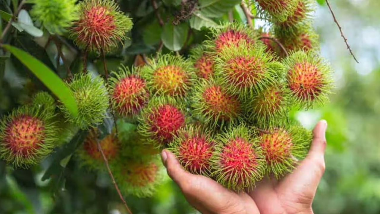 ఇది కంటి ఆరోగ్యానికి చాలా మేలు చేస్తుంది. రాంబుటాన్ పండులో ఫైబర్ పుష్కలంగా ఉంటుంది. ఇది మలబద్ధకం సమస్యలను తగ్గిస్తుంది. జీర్ణక్రియను మెరుగుపరచడంలో సహాయపడుతుంది.
రంబుటాన్ పండులో నీటి శాతం ఎక్కువగా ఉంటుంది. ఈ పండు మూత్రపిండాల్లో రాళ్లను కరిగించడంలో సహాయపడుతుంది. రంబుటాన్‌లో విటమిన్ సి యాంటీఆక్సిడెంట్లు పుష్కలంగా ఉంటాయి. ఇది రోగనిరోధక శక్తిని పెంచడంలో సహాయపడుతుంది.