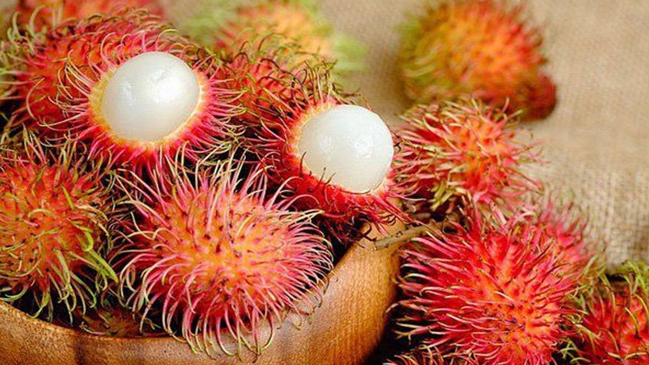 రంబుటాన్ పండు ఎరుపు రంగుతో ముళ్ళుగా ఉంటుంది. ఇది మూత్రపిండాల్లో రాళ్లను కరిగించే శక్తివంతమైన పండు. ఇందులో ఇనుము, యాంటీఆక్సిడెంట్లు, కార్బోహైడ్రేట్లు, ఖనిజాలు, కాల్షియం, భాస్వరం, విటమిన్ బి3, ప్రోటీన్ వంటి వివిధ పోషకాలు పుష్కలంగా ఉన్నాయి. రాంబుటాన్ చెడు కొలెస్ట్రాల్‌ను తగ్గిస్తుంది. గుండెపోటు ప్రమాదాన్ని తగ్గిస్తుంది. ఉబ్బసం నివారణకు సహాయపడుతుంది. 