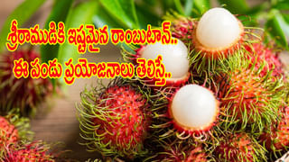 Lingad vegetable: ఈ అడవి కూరగాయ ఔషధాల నిధి..! ఎక్కడ కనిపించినా వదలకుండా తెచ్చుకోండి.. ఎందుకంటే..?